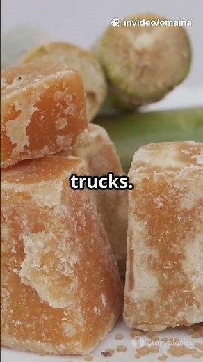 How Plants Move Food: The Pressure Flow