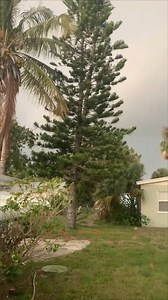 1.7M views · 10K reactions | Here's me commentary on a tree being sent to destination farked  | Ozzy Man Reviews | Facebook