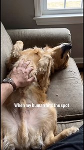 POV: you accidentally unlock the good spot 🐶😌 Leg starts thumping like I’m trying to send Morse code. Brain = gone. Thoughts = dissolved. If you stop, I will simply reposition myself until you understand the assignment. This is my Super Bowl. Keep scratching. | Chris Holdren