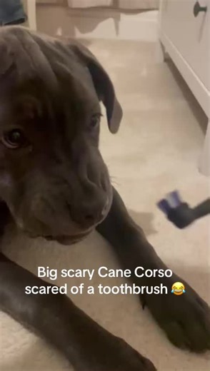 Big Scary Cane Corso's Fears Unveiled