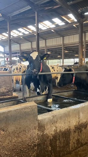 Cows Enjoying a Bath in Water Trough