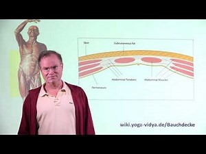 Bauchdecke - Muskeln und Muskeltraining mit Yoga