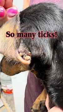 What To Do When Prescription Flea and Tick Meds Aren’t Fixing the Problem