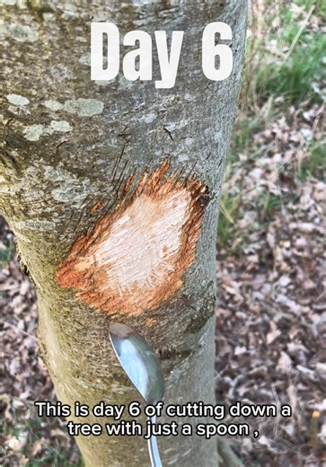 Daily Spoon Challenge: Hitting a Tree for Every Follower