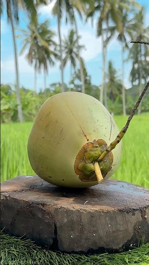 Fresh Green Coconut Cracking Sounds