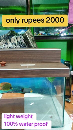 Imadol Fish Shop: Premium Fish and Supplies in Ratamakai