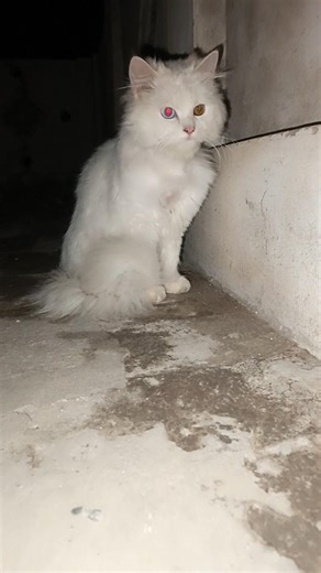 Trending Most Beautiful cat #kitten #kitty #cat #cats #catslovers