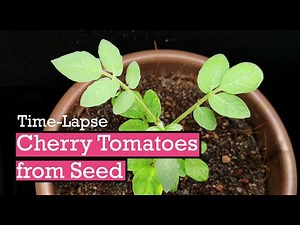 How Cherry Tomato Plants Grow In 4 Weeks | Time Lapse