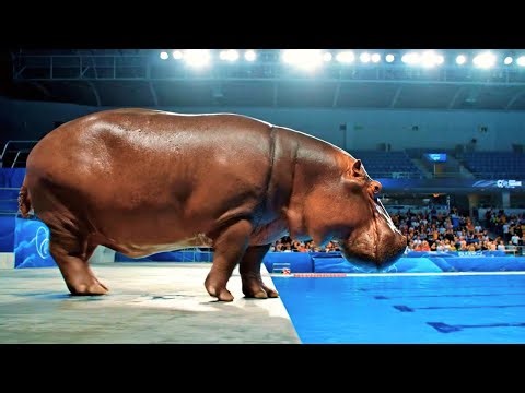 Epic Animal Olympic Dives: Wins the Gold Medal? 🏅 Diving Performance Highlight 2025