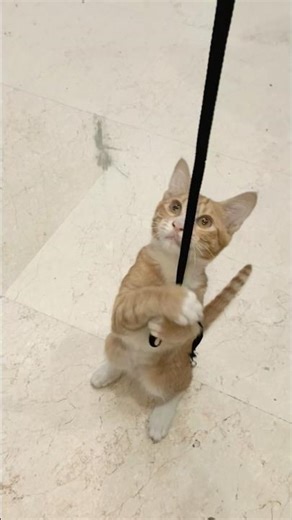 Bagera playing series 1😎❤|#short #baby #cat #cute #shorts #shortsvideo #shortsfeed