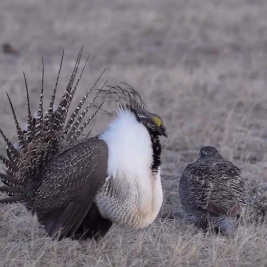 "Mesmerizing Male Greater Sage-Grouse Courtship Dance Caught on YouTube Shorts"
