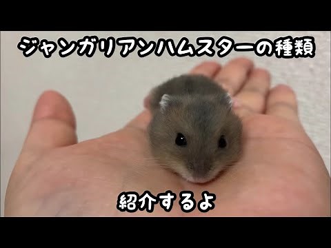 【ジャンガリアン】ハムスターの毛色や種類の紹介。レアカラーも。