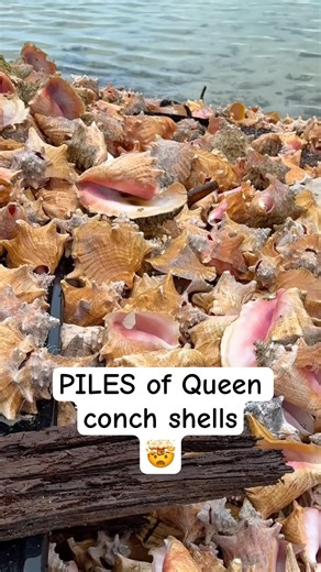 That’s a lot of conch😯🐚 #bahamas #queenconch
