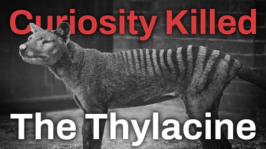 Why thylacines (definitely) went extinct