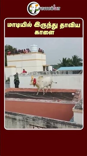 மாடியில் இருந்து தாவிய காளை... Pongal Festival 2026