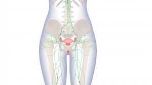 Female Reproductive System Lymph Nodes Anatomy Stock Footage Video (100% Royalty-free) 3468404819 | Shutterstock