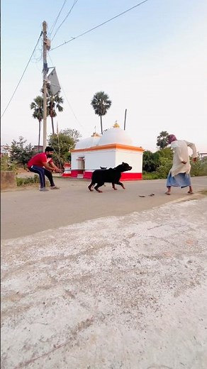 Rottweiler’s Silent Rage Explodes in Seconds 😱 #Rottweiler #DogAttack #AggressiveDog #DogReaction