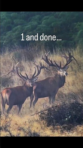 Two giant elk one down #huntinglife #hunting #huntingseason #wildlife #outdooradventure #deerseason