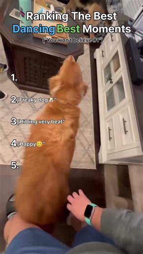 RANKING THE BEST DANCING DOGS #1 IS VERY FUNNY