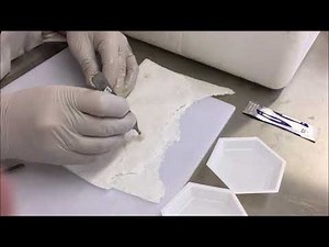 Fish gut dissection - 2. Stomach and pyloric caeca