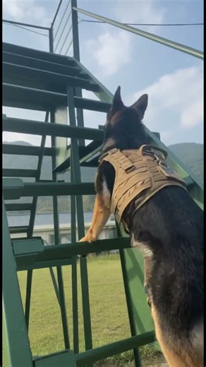 K9 Drill: Full Speed Sprint to Absolute Stop! 🛑 #shorts #k9 #policedogs