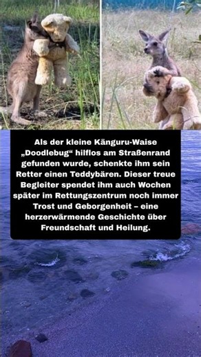 Känguru-Baby bekommt Teddybär zum Trösten! 🥺🦘