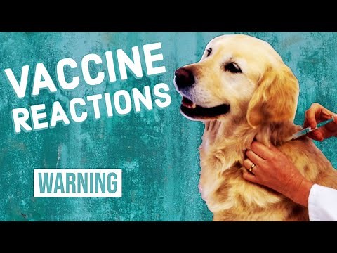 Vaccine Reactions in Dogs