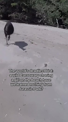 The Dangerous Cassowary: What You Need to Know