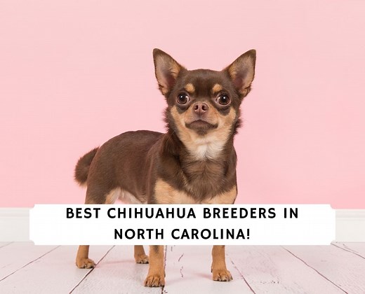 6 Best Chihuahua Breeders in North Carolina! - We Love Doodles