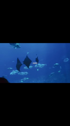Exploring Marine Biology: Fascinating Sharks of the Ocean