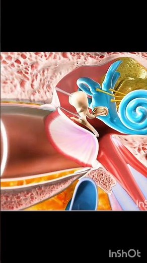 "Hearing Mechanism Explained"