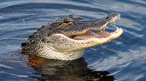 Alligator bites off man's arm in horrifying attack behind bar
