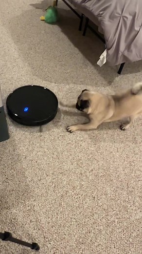 Pickles vs vacuum… who won!?😳 #pugs #pugsoftiktok #puppies #pug #puppylove #dogsoftiktok #dogs #funnypugvideos #puglove #funnypug