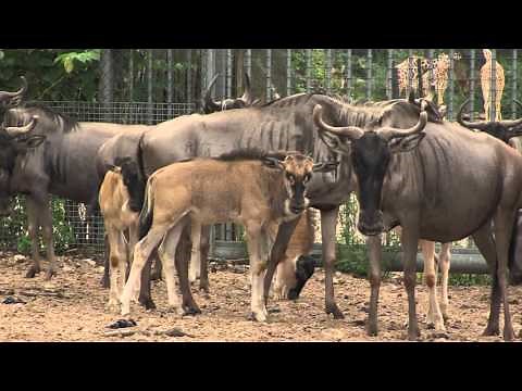 Geboortegolf bij de Safari | Burgers' Zoo Natuurlijk | Arnhem