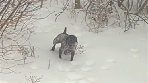 German Pointer Does The Most Pointer Thing In Hilarious Encounter With Stranger
