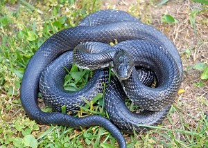 Rat snake - Alchetron, The Free Social Encyclopedia
