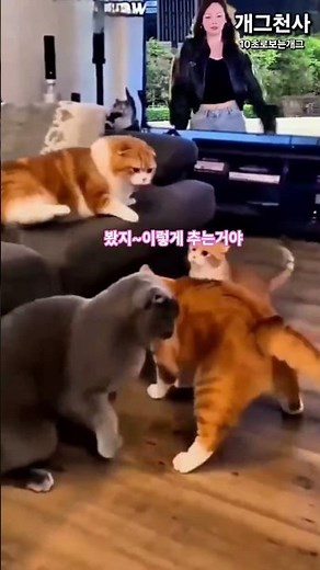 개드립 웃긴 고양이들(경숙이,고숙이,영숙이) 슬랩스틱 코미디 댄스,뮤직챌린지, 웃긴춤,개그야,재미,유머,콩트,엽기,개그콘서트, 개그천사유튜브, 10초로보는개그, 10초로보는 댄스,