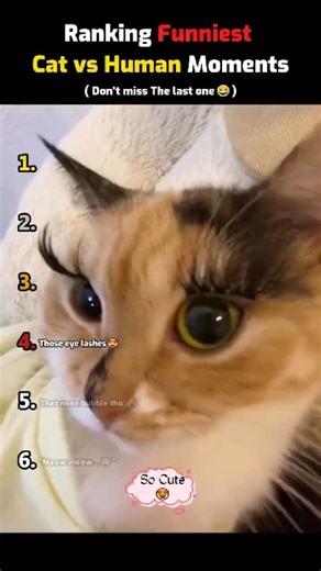 Ranking Funniest Cat vs Human Moments🐈😹 #shorts #cat #funny