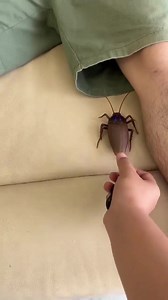 51K views · 364 reactions | If your child likes to play with remote control cars, you can buy him an electric remote control cockroach.☄☄ This is an infrared sensor remote control cockroach, which is particularly sensitive.✨✨ It also has lights, and there are spiders and ants to choose from! I had so much fun as an adult!藍藍 GET YOURS HERE: https://reurl.cc/AAmjjZ | Usefulcasetifys | Facebook