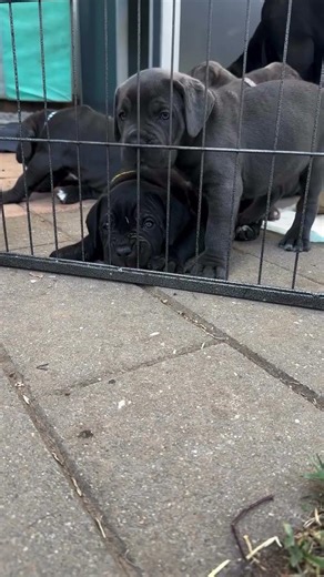 adorable cane corso puppies ready for adoption #puppy #canecorso #dogbreed #rescuepuppy #puppyhood
