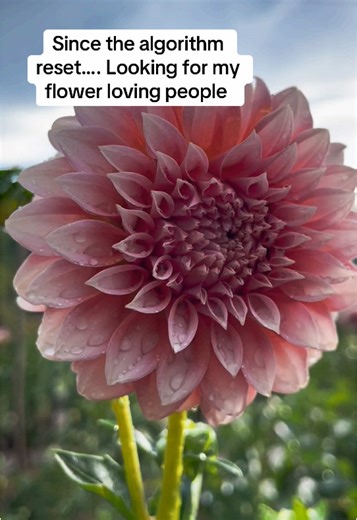 Let me reintroduce myself. I’m a flower farming mother of 4. Married for 23 years to the most wonderful man. Sharing flowers to maybe put a little smile on your face 🩷#fypシ