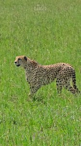 Watch the graceful movement of this beautiful cheetah #zebraplainsmoments #zebraplainscollection To book your Maasai Mara Safari at one of Zebra Plains Collection's Camps you can get in touch at: reservations@zebraplainsmara.com Or WhatsApp on 254790789122 Download our brochures to learn more about the camps: www.zebraplainscollection.com/brochures | Rob The Ranger Wildlife Videos
