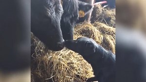 Check out this compilation of animals acting weird. You dont wanna miss it. Watch till the end!!! | Animal Tales