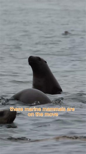 Whaley Fun Fact Friday!