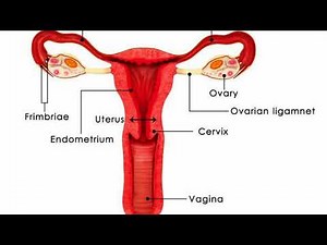 How Do They Do A Vulvar Biopsy
