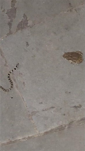 The frog is chasing the snake.