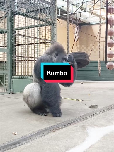 Kumbo Asik di Ragunan Zoo: Menarik dan Menghibur
