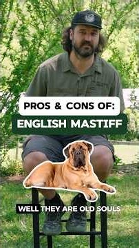 Immense joy, love, & protection…that’s the English Mastiff. #englishmastiffs #dogbreed