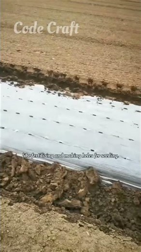 Agricultural Plastic Mulch Laying and Seeding Operation