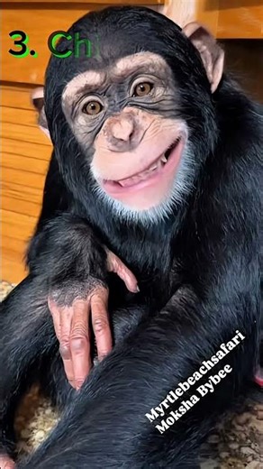 Cute Baby Animals That Turn Terrifying When Fully Grown 😱